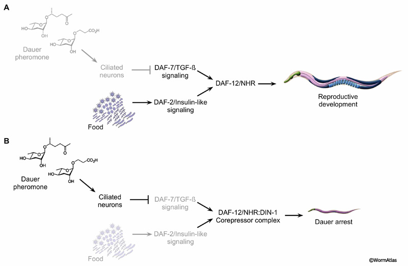 DGenFIG 1: Parallel genetic pathways regulate dauer commitment in response to environmental signals