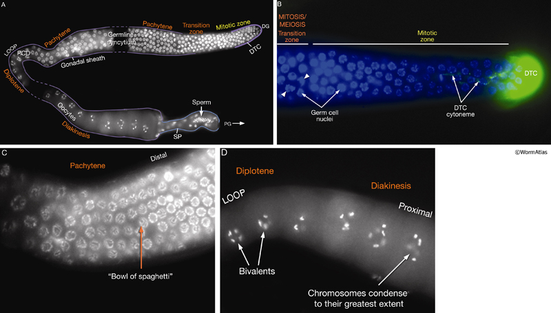 GermFIG 3A_D Distal–proximal polarity of germ-line cell nuclei morphologies as they progress from mitosis through the various stages of meiotic prophase I