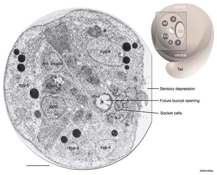 InterFIG 5 Arcade cells in tadpole stage (1.7 fold) embryo