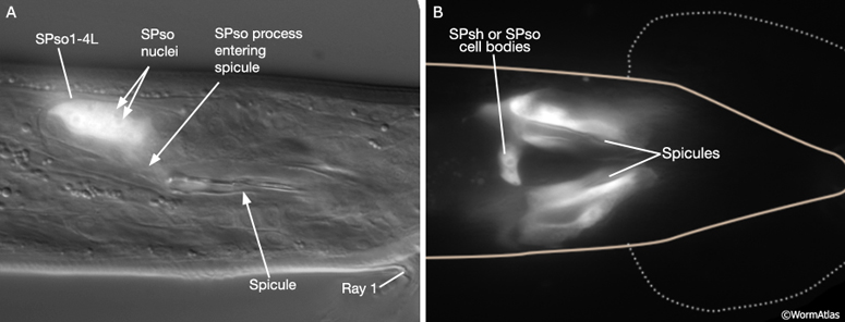 MaleSpicFIG 2 Epifluorescent images of the spicules
