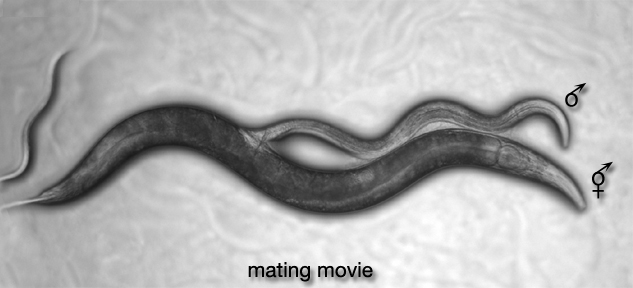 MaleMusMOVIE 1 Mating Movie