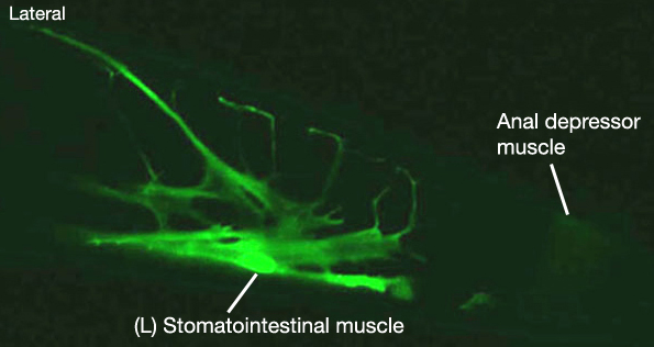 MusMOVIE 3 3-D reconstruction of (L) stomatointestinal muscle cell