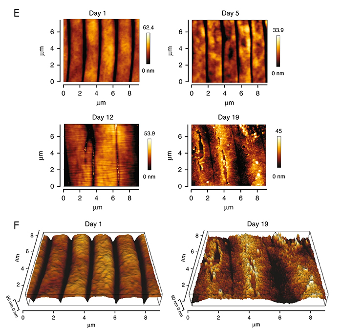 ACutFIG 2E&F: Atomic Force Microscopy (AFM) images of young and old C. elegans.