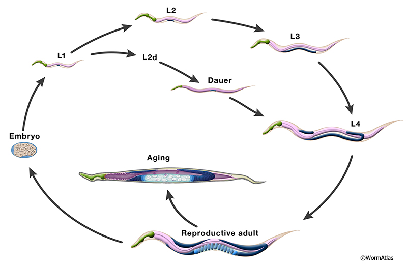AIntroFIG 1: Life Cycle of C. elegans. 