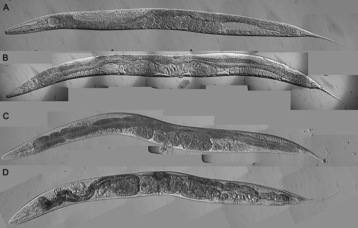 AIntroFIG 3: Nomarski images of young and older C. elegans