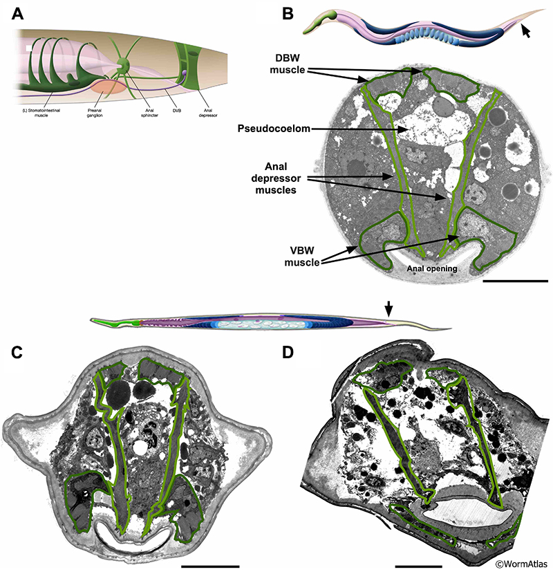AMusFIG 5: Muscles in the rectal region of young and old adult <em>C. elegans</em>