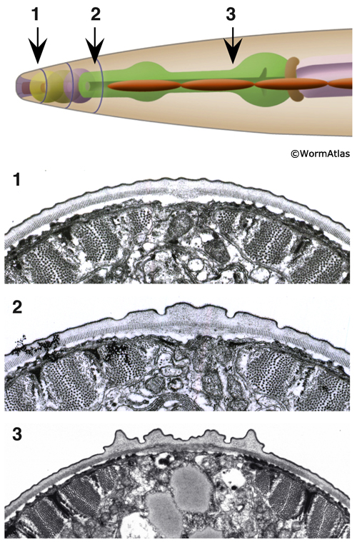 DCutFIG 3: Progression of dauer alae in different head regions