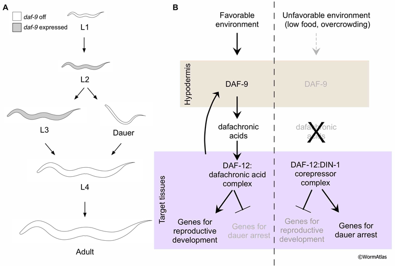 DEpiFIG 5: Hormonal regulation of dauer arrest by hypodermal DAF-9 activity.