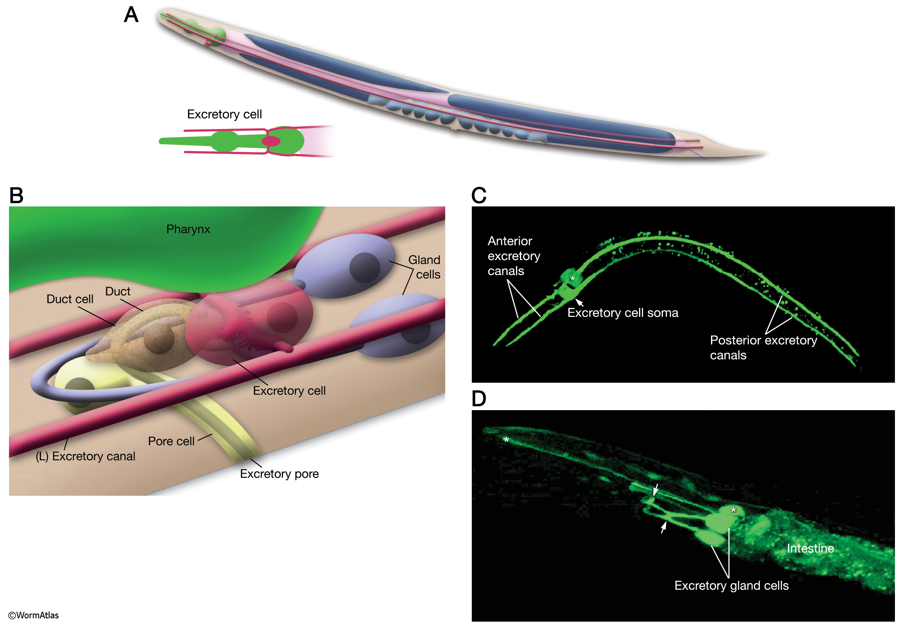 Analvenenthrombose dauer