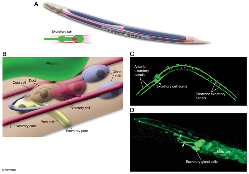 DExcFIG 1: Overview of C. elegans excretory system