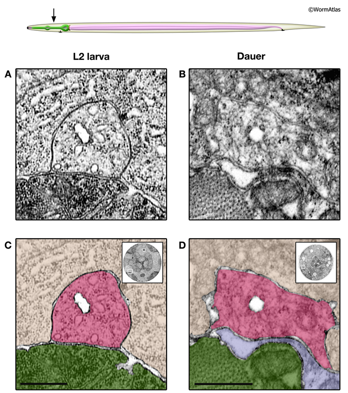 DExcFIG 4: Head regions of excretory canal cells in L2 and dauer larvae.