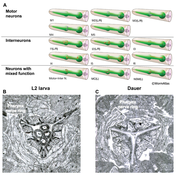 DPhaFIG 10: Neuronal processes within the pharyngeal nerve ring.