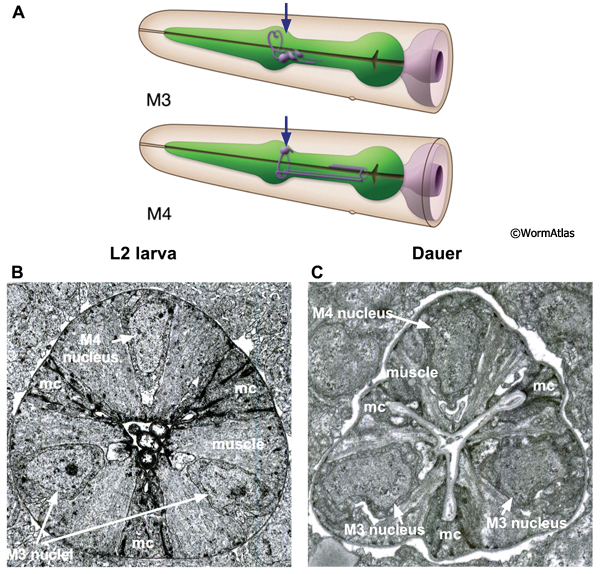 DPhaSUPFIG 8: Neuronal cell bodies in the dauer pharynx.