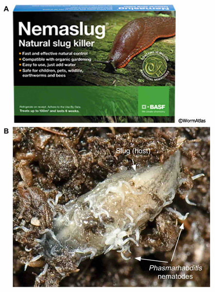 DNemFIG 1: Phasmarhabditis nematodes as biocontrol for garden slugs.