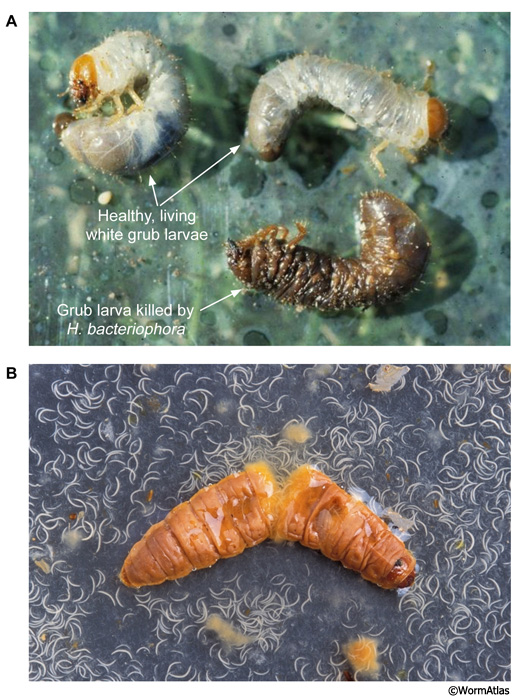 DNemFIG 2: Heterorhabditis nematodes infect grub larvae.