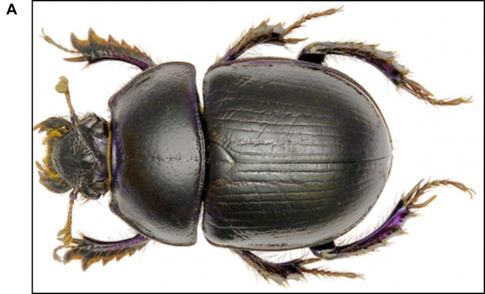 DNemFIG 3: Pristionchus nematodes infect Scarab beetles
