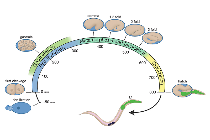 EmbryoIntroFIG 3 Life cycle of C. elegans at 22 degrees C