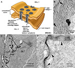 NeuroFIG2A-C