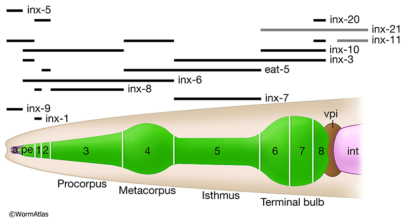 GapjunctFIG 5 Innexin expression pattern in the pharynx