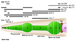 NeuroFIG4A-D