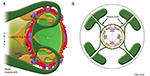 NeuroFIG4E-G