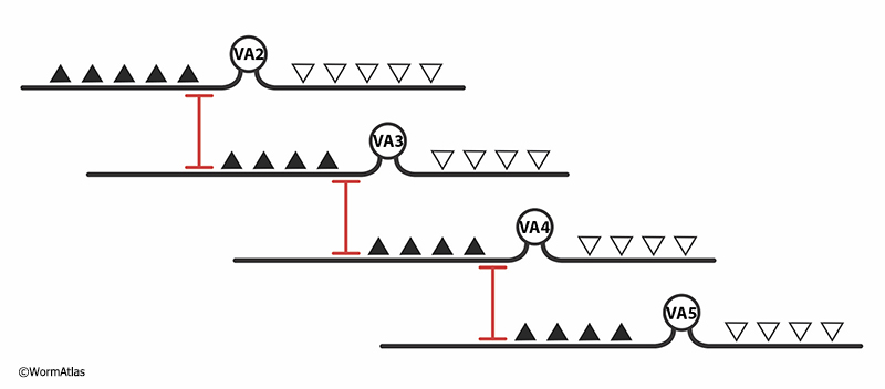  GapjunctFIG 9 Gap junctions connect a linear array of homologous VA motor neurons.