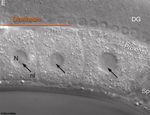 GermFIG3E