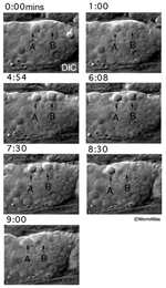 GermFIG4D