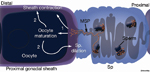 GermFIG5