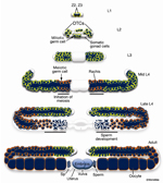 GermFIG6