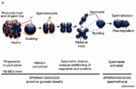 GermFIG7A