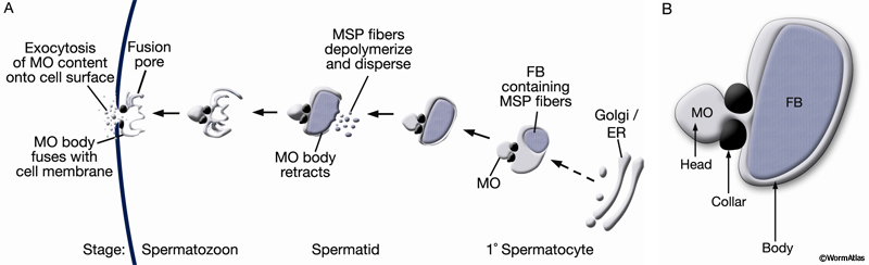 GermFIG 8 Development of fibrous body–membranous organelles (FB-MOs) during spermiogenesis