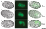 IntFIG4B-J