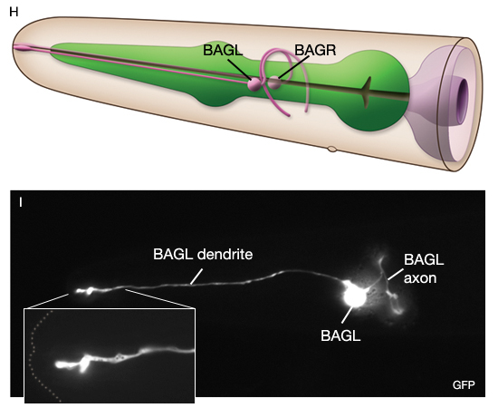 NeuroFIG 11H&I Carbondioxide-sensing neural circuit includes BAG neurons