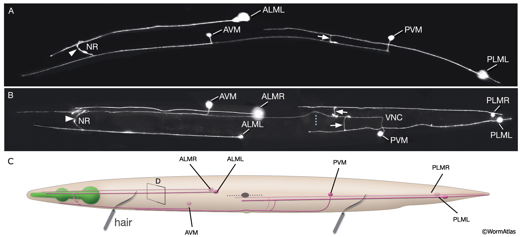 The process of touch sensation. (A) Illustration of a C. elegans