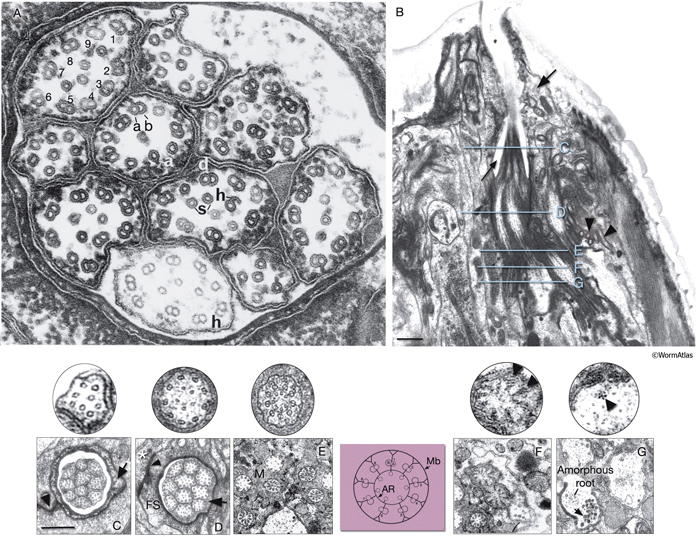 NeuroFIG 23 Ultrastructure of amphid cilia