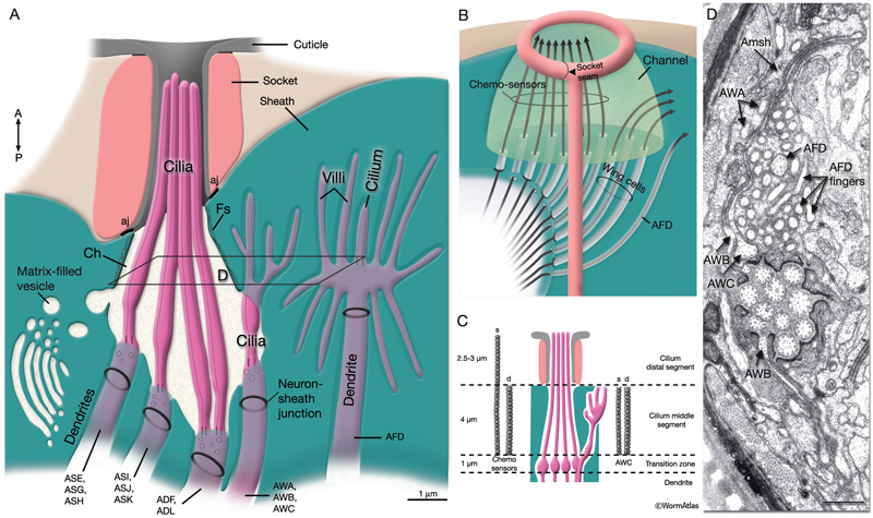 NeuroFIG 24 Anatomy of amphid sensillum