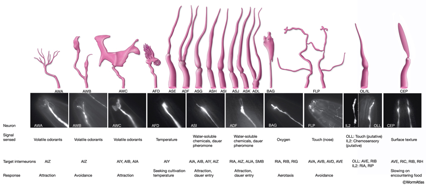 NeuroFIG 25 Cilia morphology of the sensory neurons that terminate in the lips