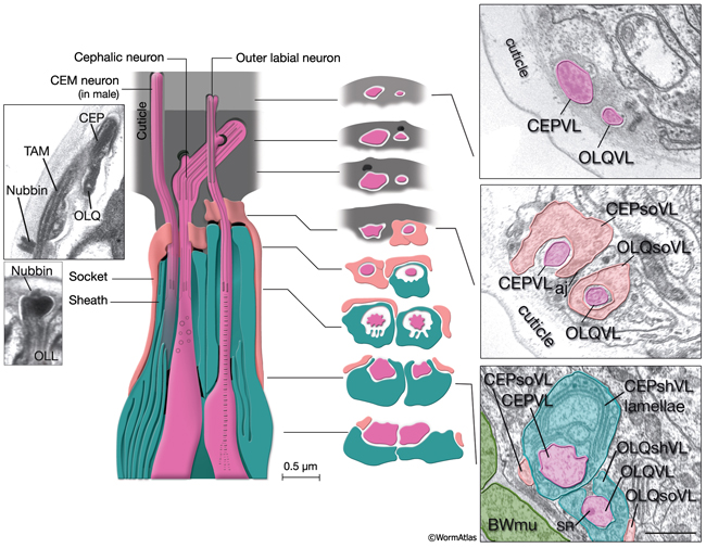 NeuroFIG 30 Structure of the cephalic and outer labial sensilla