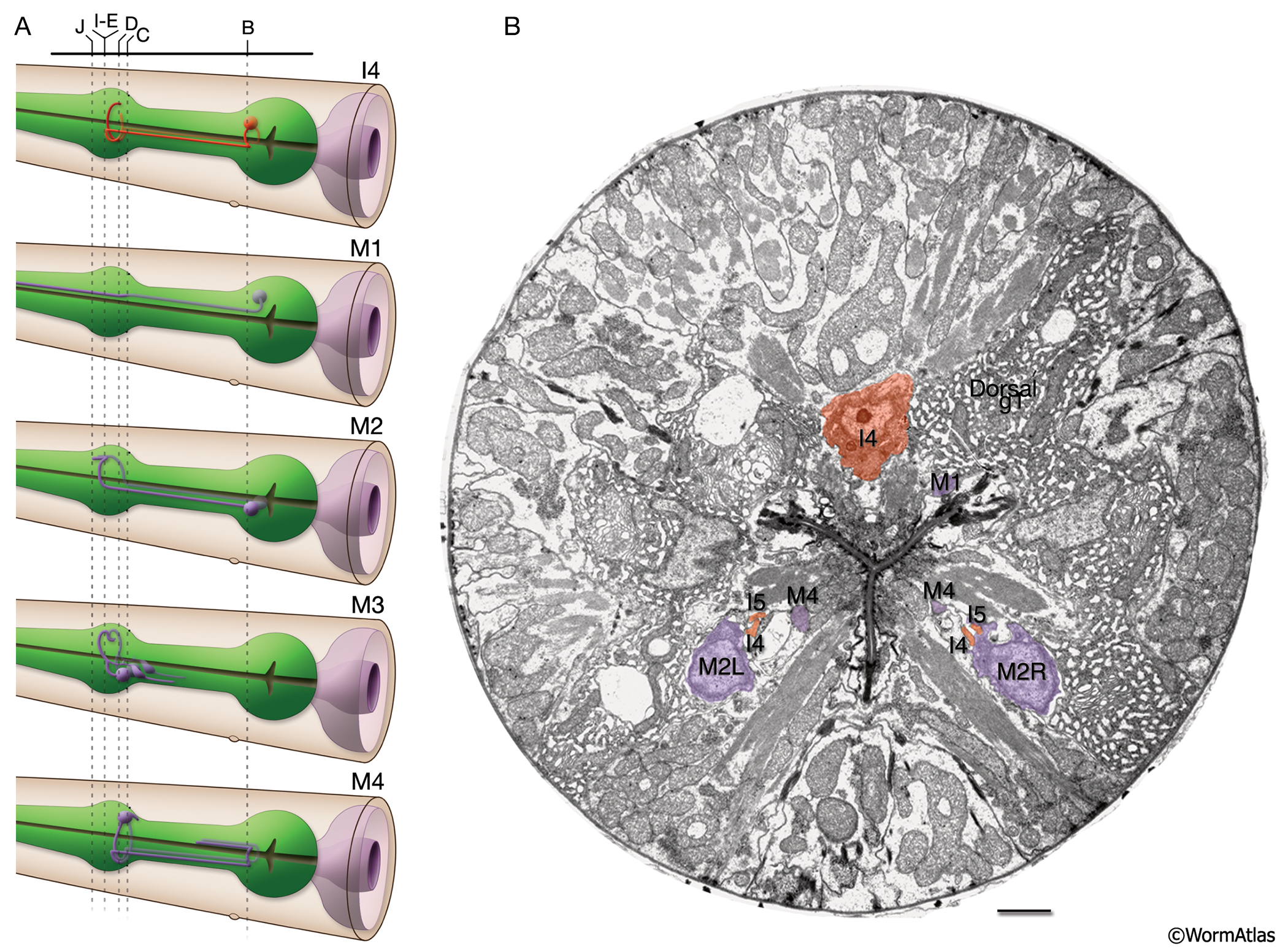 PhaFIG 10AB The processes of three of the pharyngeal neurons M1, M2 and M3