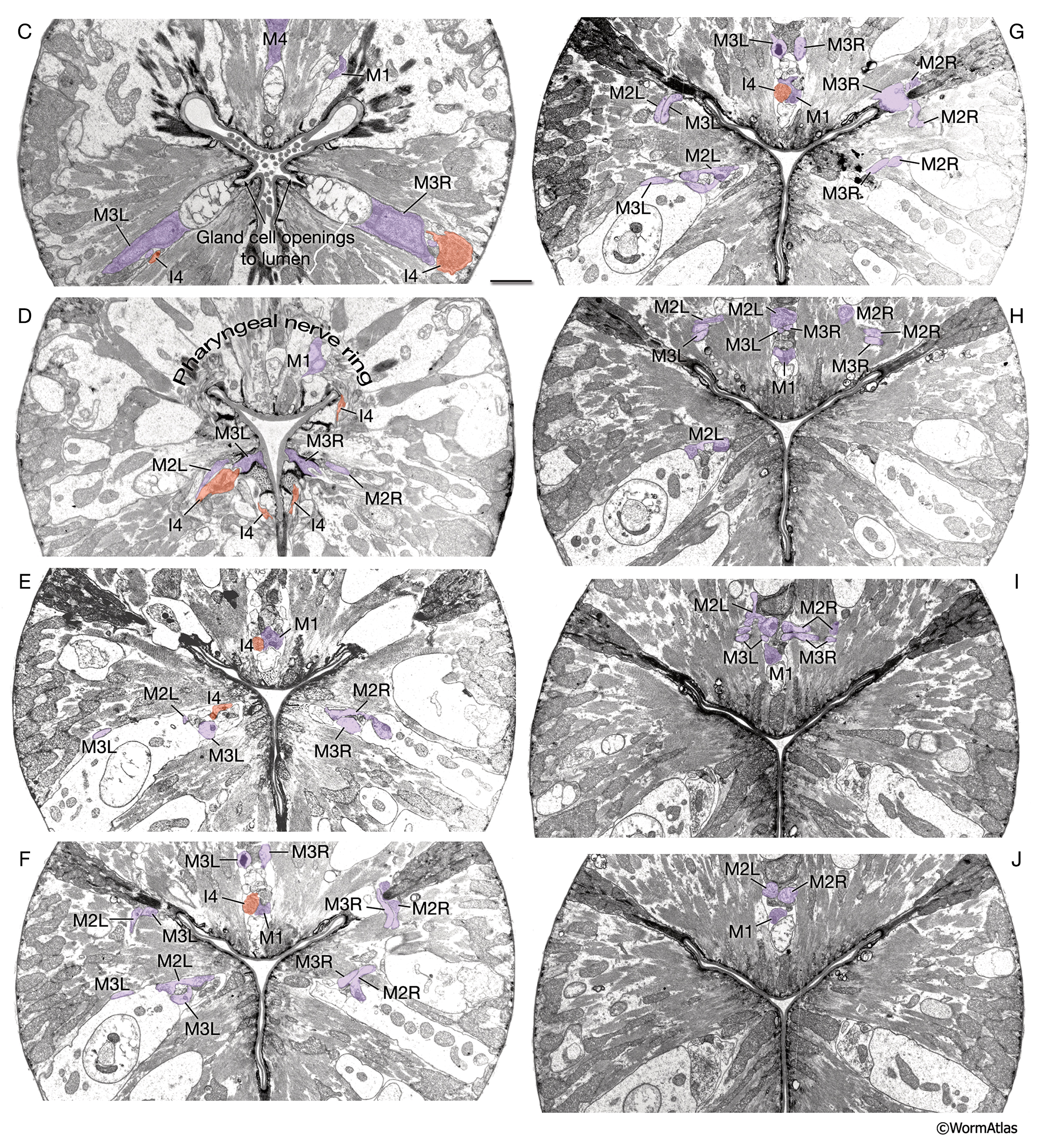 PhaFIG 10C_J The processes of three of the pharyngeal neurons M1, M2 and M3