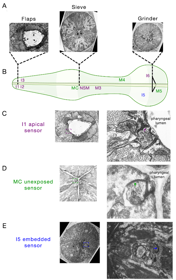 PhaFI11 Sensory neurons in pharynx