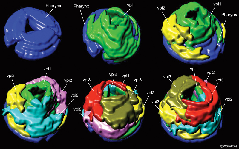 PhaFIG 13 Structure of the pharyngeal valve