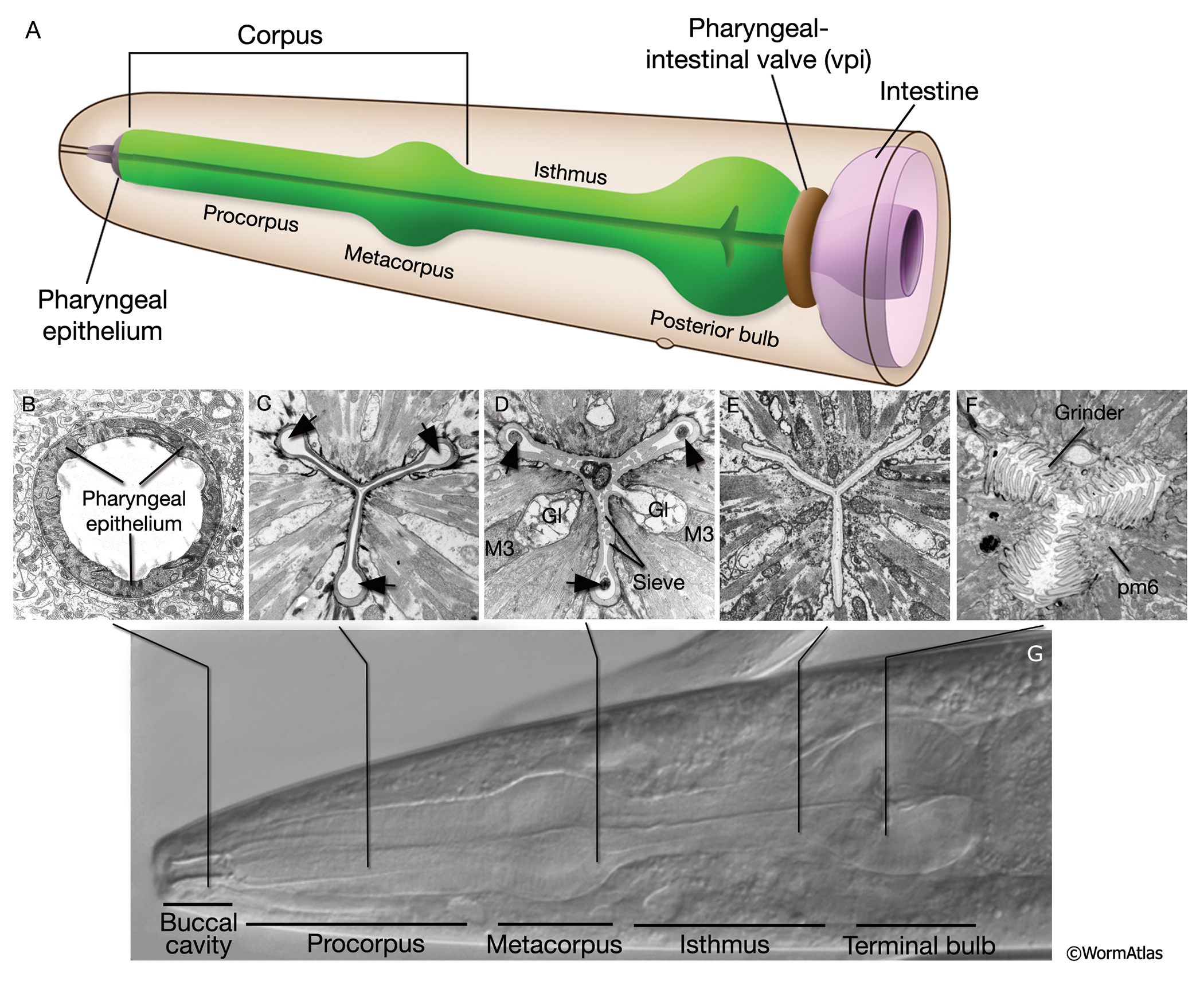 PhaFIG 2 Pharynx anatomy