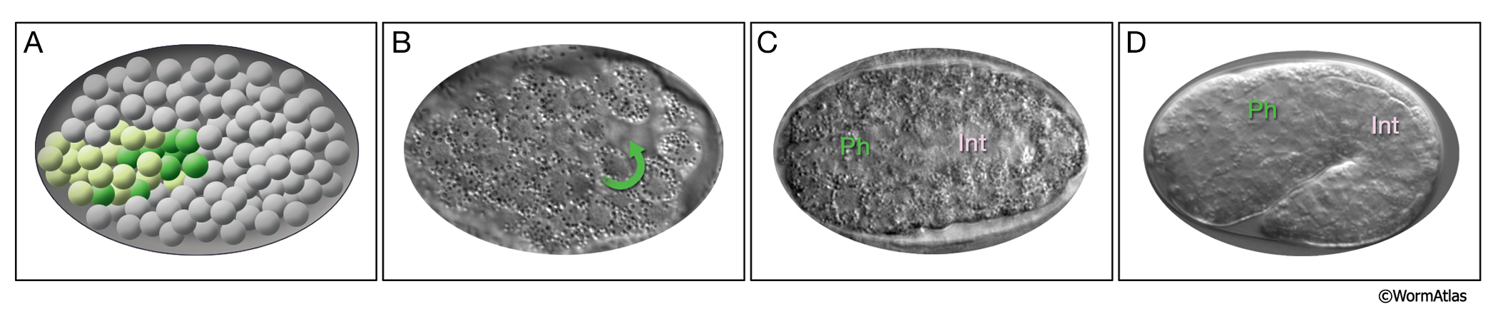 PhaFIG 3A_D Embryonic development of the digestive tract