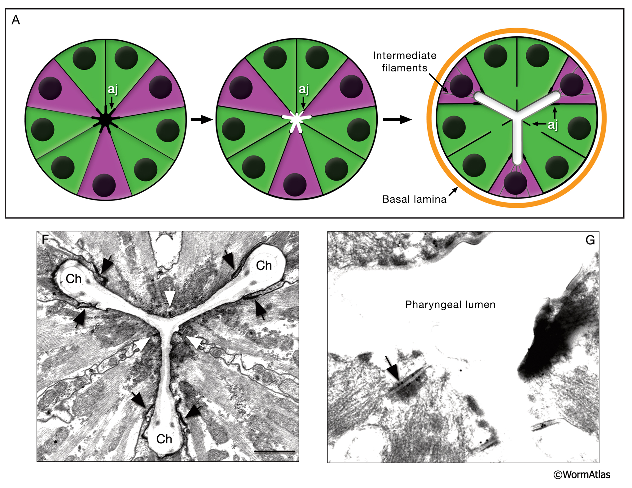 PhaFIG 3E_G Embryonic development of the digestive tract