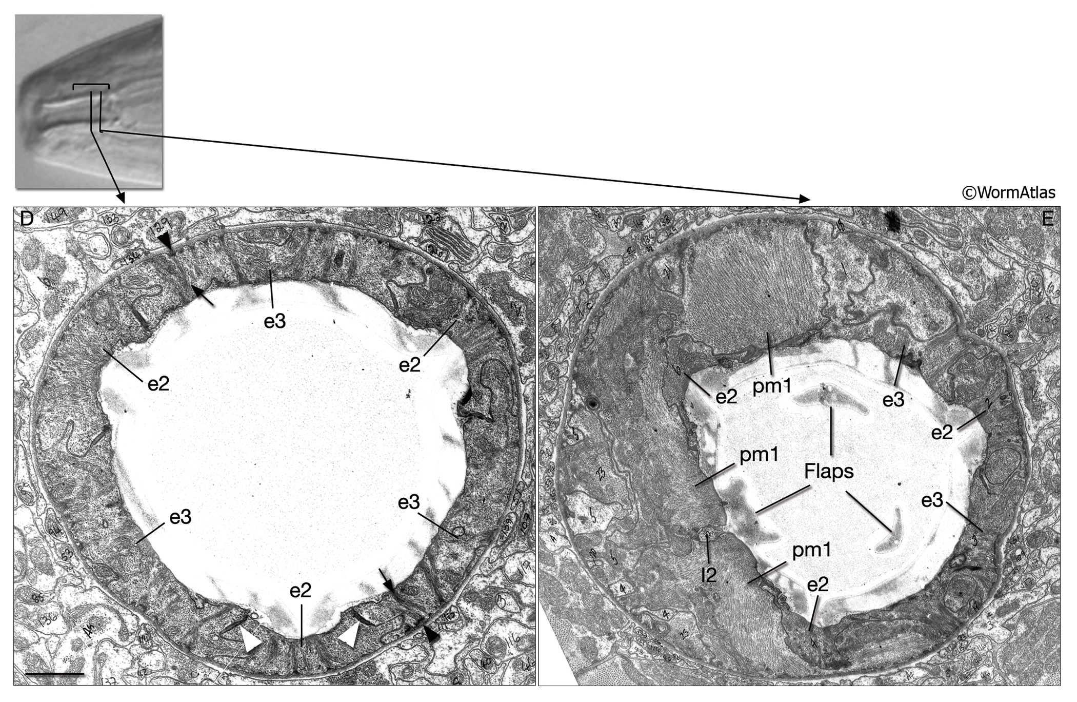 PhaFIG 5DE Pharyngeal epithelium