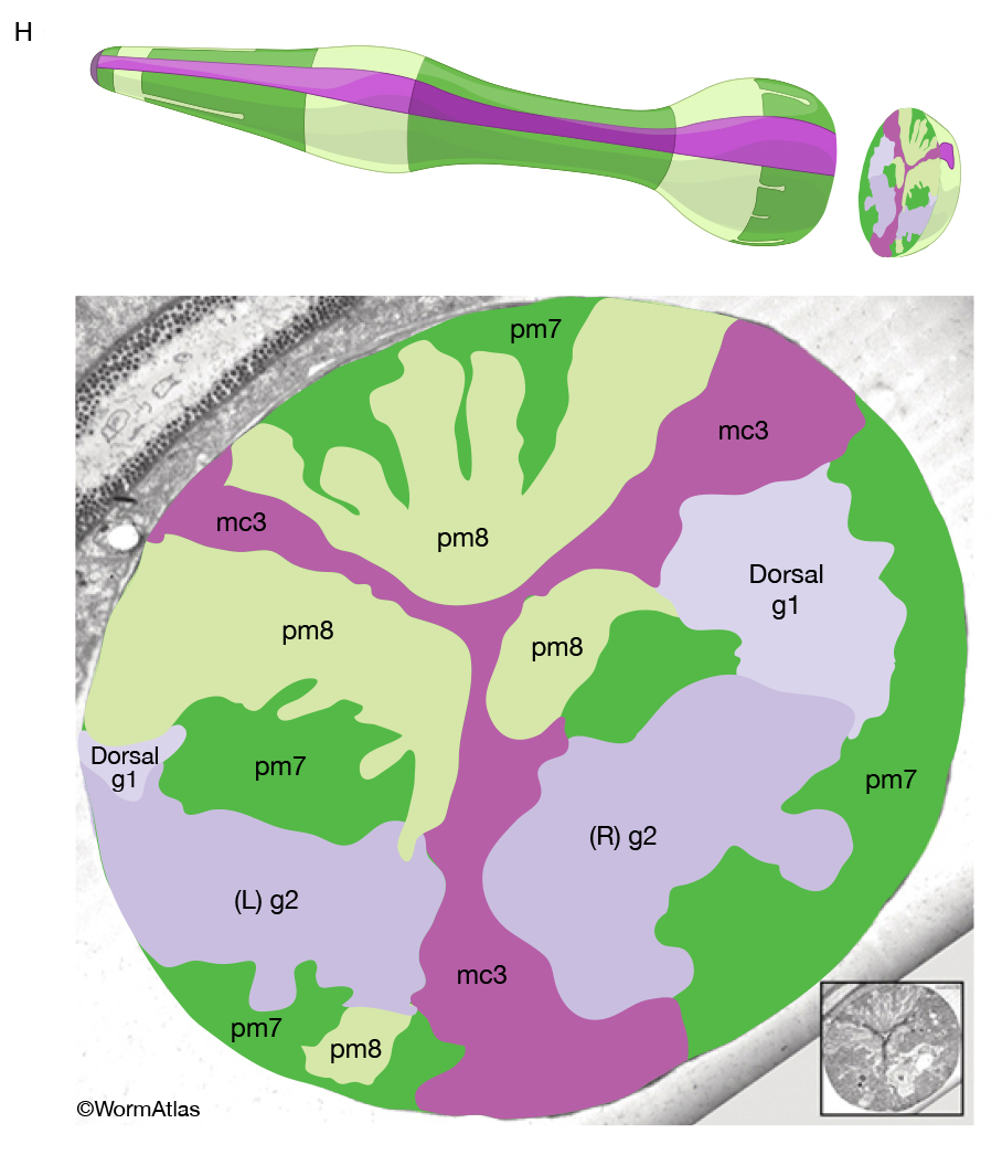 PhaFIG 8H Gland cells of the pharynx