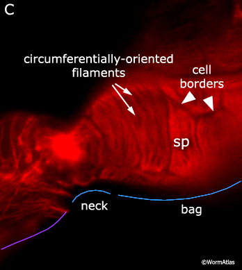 SomaticFIG 8C Spermathecal cells are rich in actin microfilaments