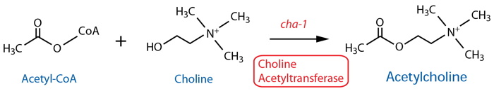 acetylcholine synthesis